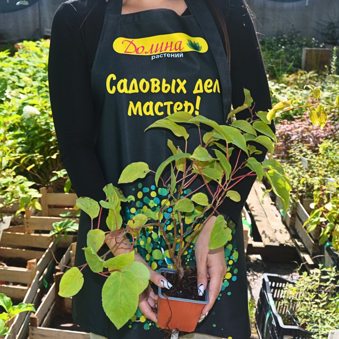 Актинидия аргута Думбартон Оукс Актинидия аргута Думбартон Оукс - Dolina-Sad.Ru