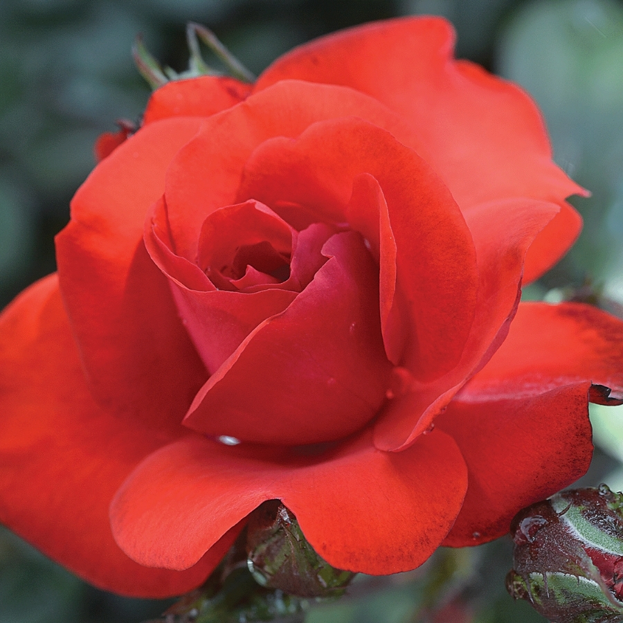 Роза штамбовая Сатчмо - Dolina-Sad.Ru