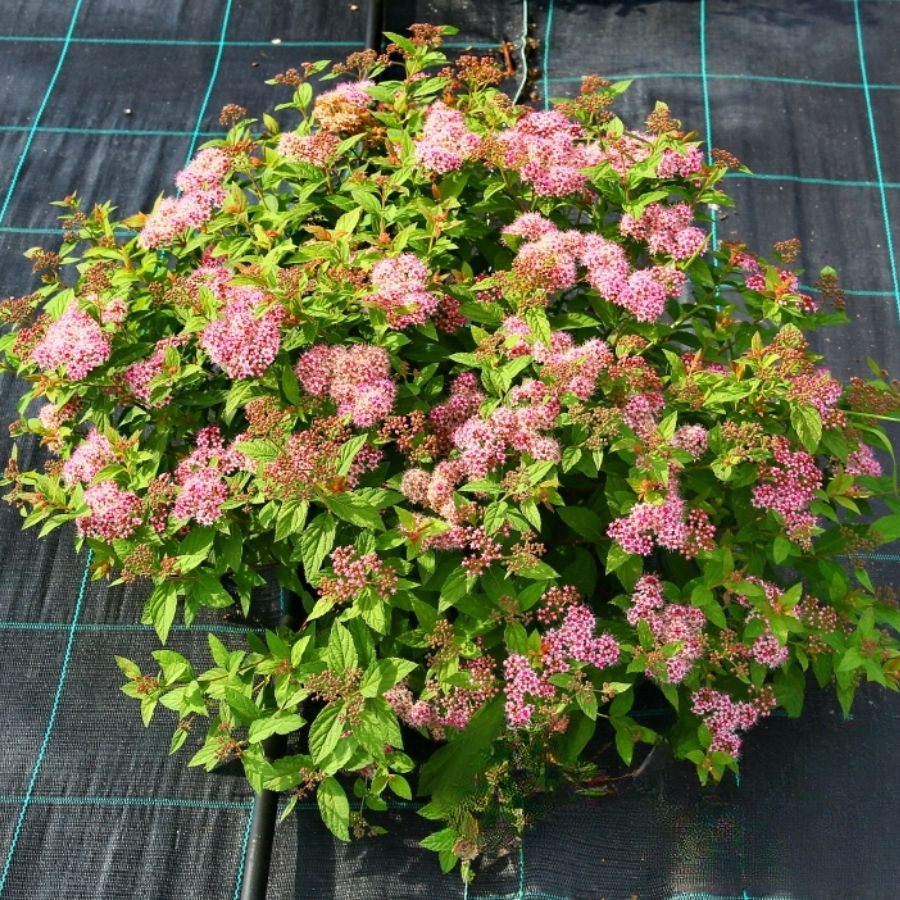 Спирея японская Манон, С7,5 Спирея японская Манон, С7,5 - Dolina-Sad.Ru