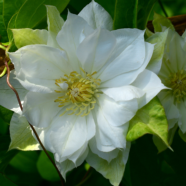 Клематис Ферст Лав PBR, С2 Клематис Ферст Лав PBR, С2 фото