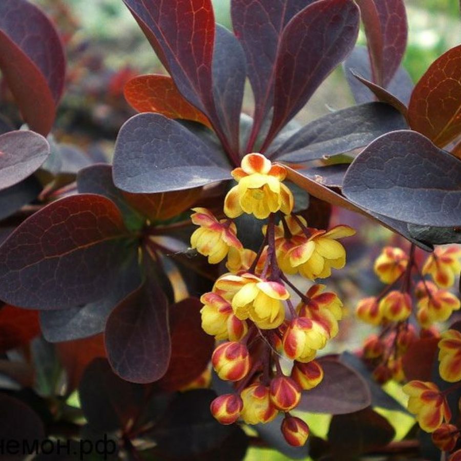 Барбарис оттавский Аурикома, С2 Барбарис оттавский Аурикома, С2 - Dolina-Sad.Ru