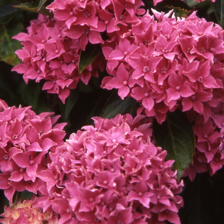 Гортензия крупнолистная Товелит Гортензия крупнолистная Товелит - Dolina-Sad.Ru