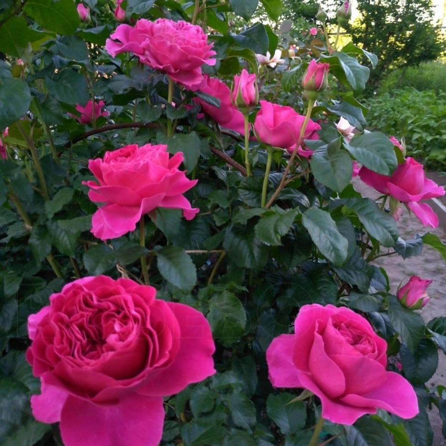 Роза Кейт Роза Кейт - Dolina-Sad.Ru