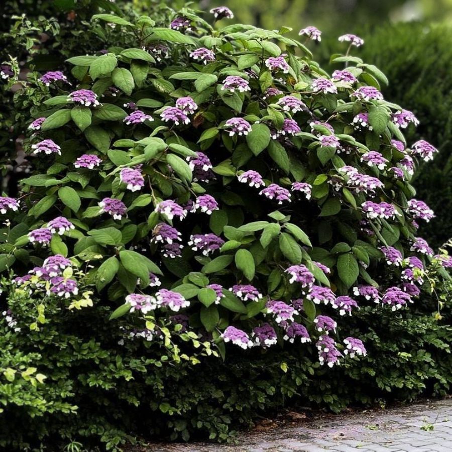 Гортензия шершавая Хот Шоколад, С3 Гортензия шершавая Хот Шоколад, С3 - Dolina-Sad.Ru