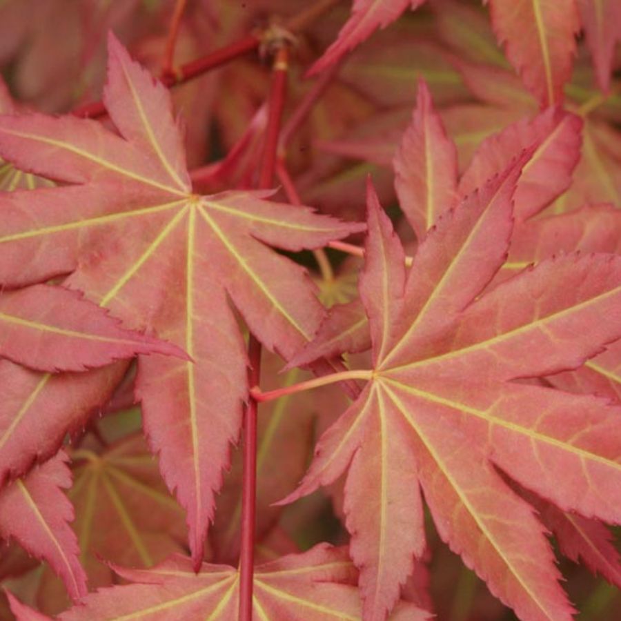 Клен пальмолистный Браун Шугар Клен пальмолистный Браун Шугар - Dolina-Sad.Ru