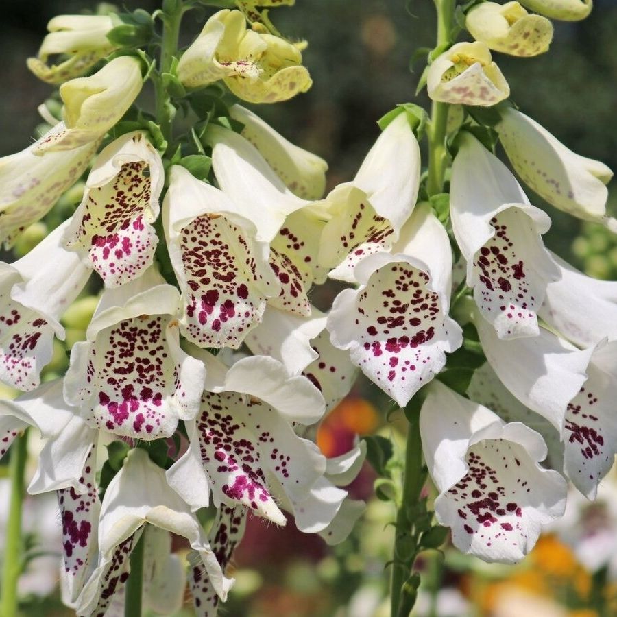 Наперстянка пурпурная Виртуоза Вайт - Dolina-Sad.Ru