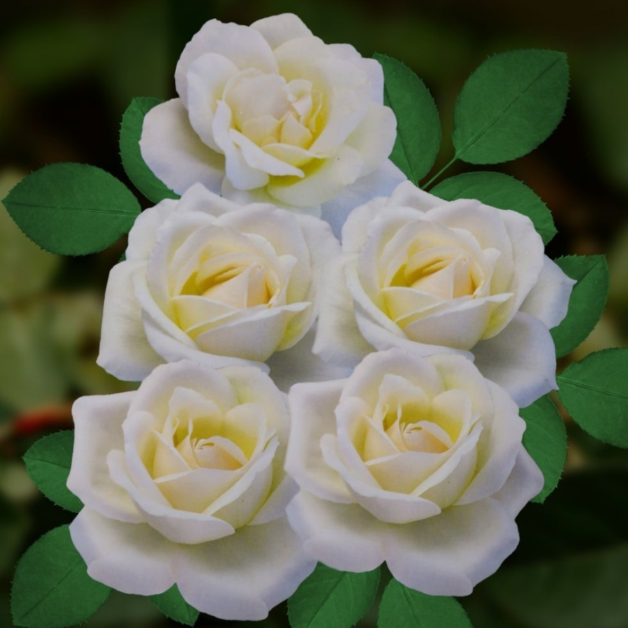 Роза Белый Медведь (аромат) - Dolina-Sad.Ru