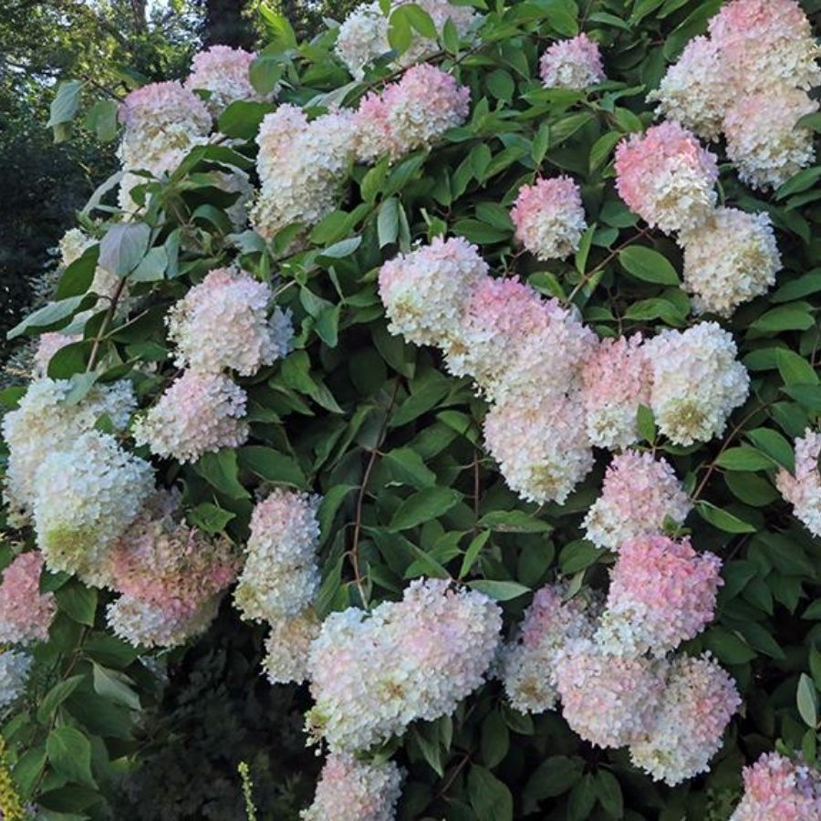 Гортензия метельчатая Грандифлора, С3 Гортензия метельчатая Грандифлора, С3 - Dolina-Sad.Ru