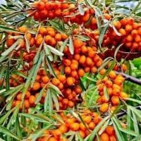 Облепиха крушиновидная М+Ж Облепиха крушиновидная М+Ж фото