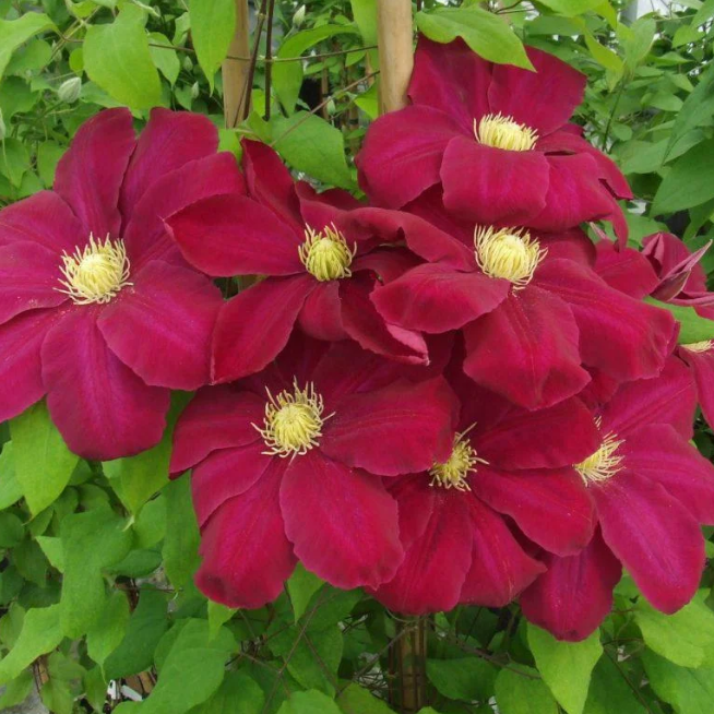 Клематис Хоши-но-Фламенко Клематис Хоши-но-Фламенко фото