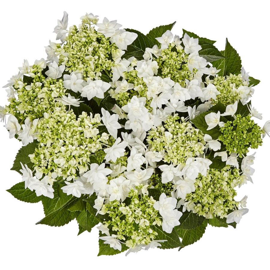 Гортензия крупнолистная Финия, С2 Гортензия крупнолистная Финия, С2 - Dolina-Sad.Ru