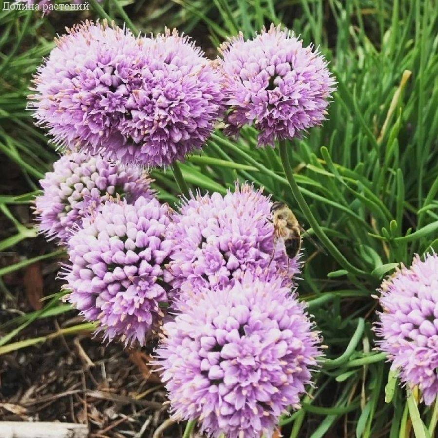 Аллиум сизый Саммер Бьюти Аллиум сизый Саммер Бьюти - Dolina-Sad.Ru