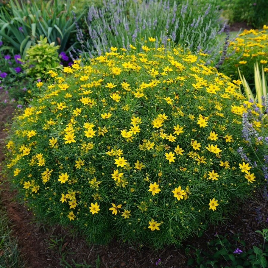 Кореопсис Вертиициллата - Dolina-Sad.Ru