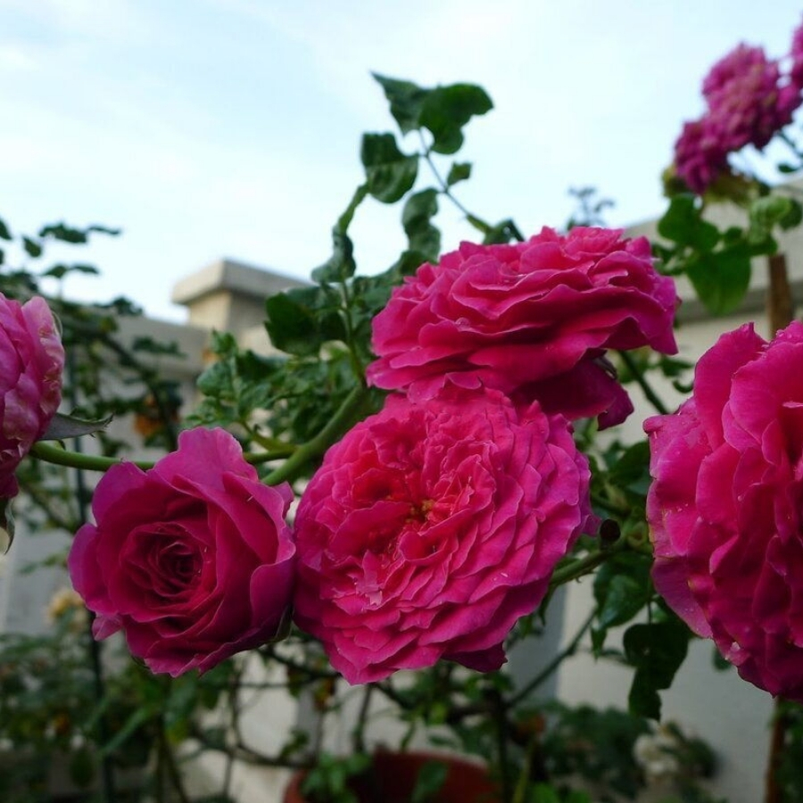 Роза Кейт Роза Кейт - Dolina-Sad.Ru