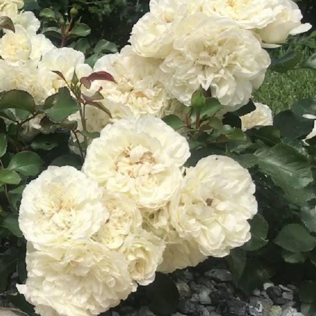 Роза Космос в горшке Роза Космос в горшке - Dolina-Sad.Ru