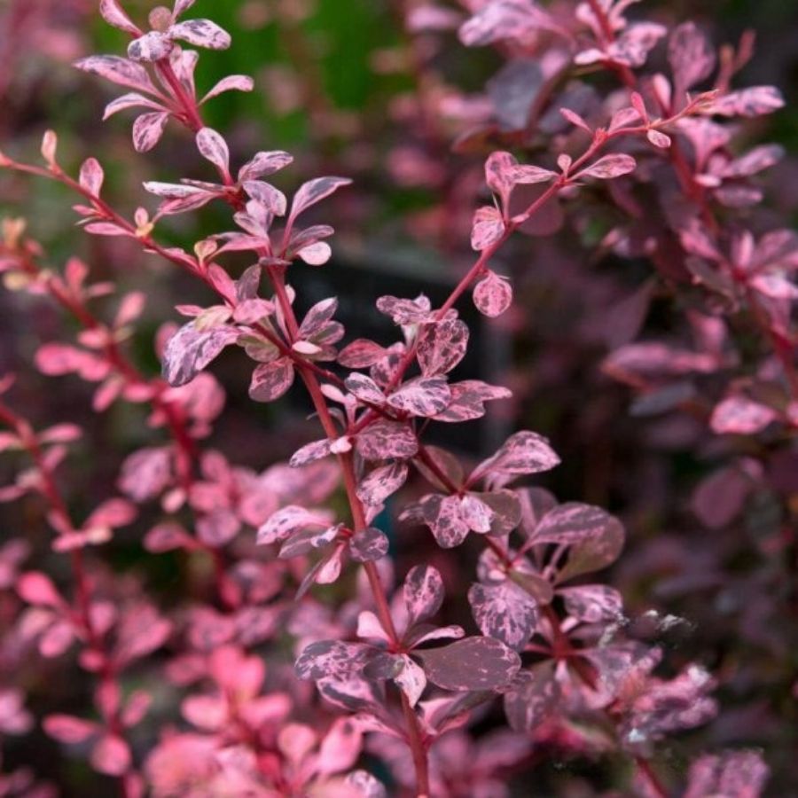 Барбарис тунберга Розетта, С2 Барбарис тунберга Розетта, С2 - Dolina-Sad.Ru
