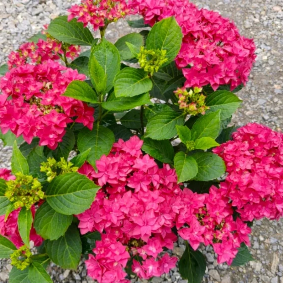 Гортензия крупнолистная Фрэнси Хот Пинк Гортензия крупнолистная Фрэнси Хот Пинк - Dolina-Sad.Ru