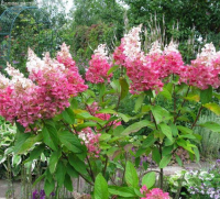 Гортензия метельчатая Пинки Винки Гортензия метельчатая Пинки Винки фото