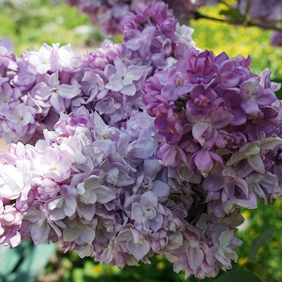 Сирень Катерина Хавемейер, С3 - Dolina-Sad.Ru