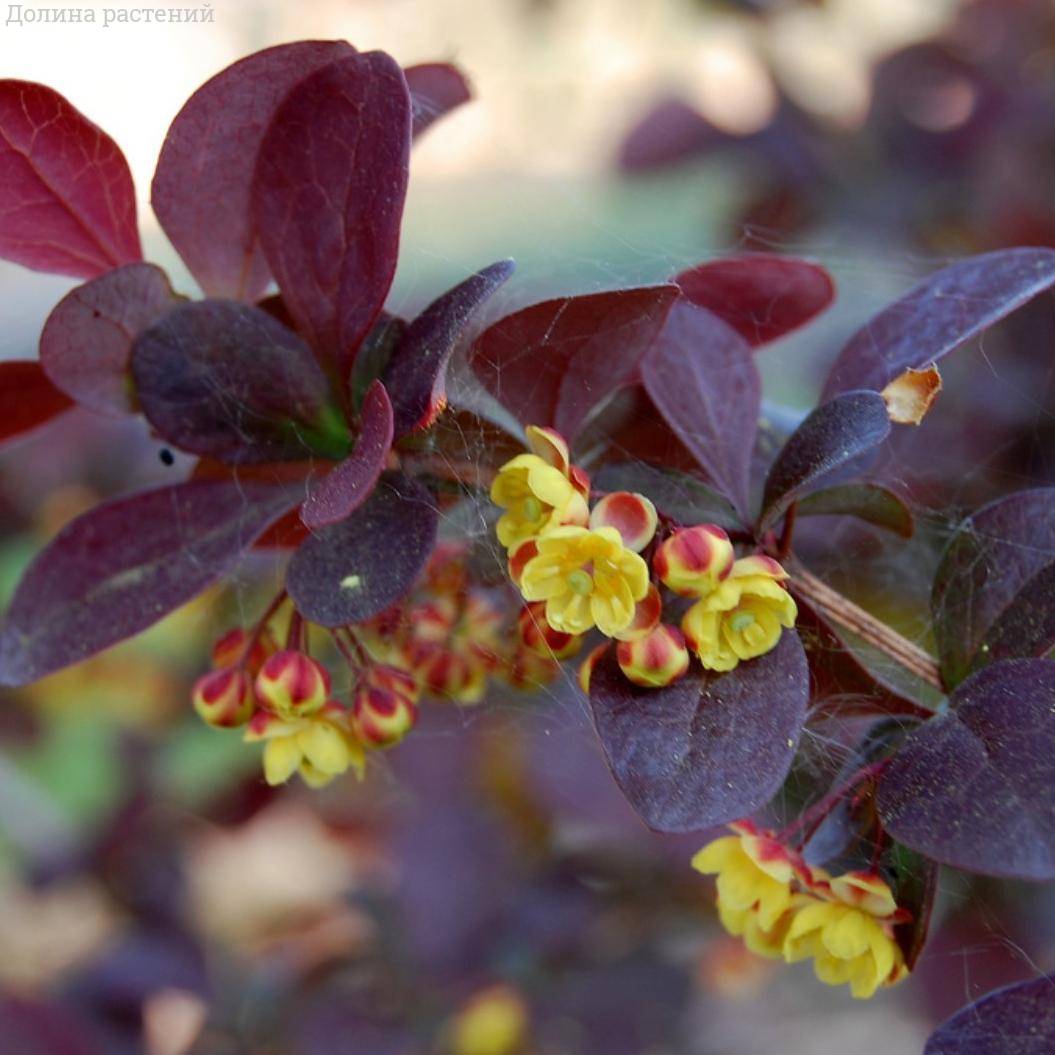 Барбарис оттавский Суперба, С3 Барбарис оттавский Суперба, С3 - Dolina-Sad.Ru