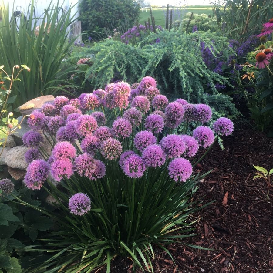 Аллиум Миллениум Аллиум Миллениум - Dolina-Sad.Ru