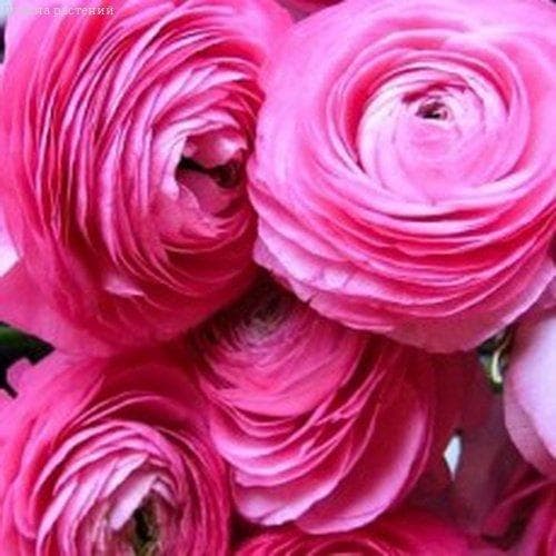 Ранункулюс Пинк Ранункулюс Пинк фото
