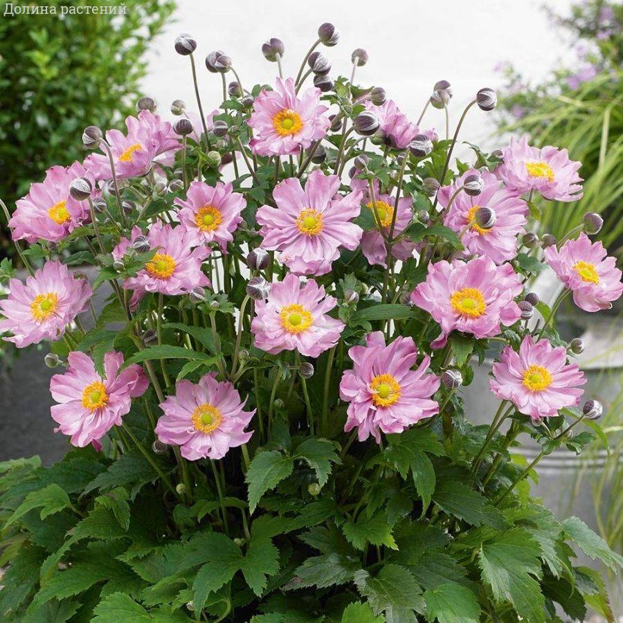 Анемона гибридная Монт-роз Анемона гибридная Монт-роз - Dolina-Sad.Ru