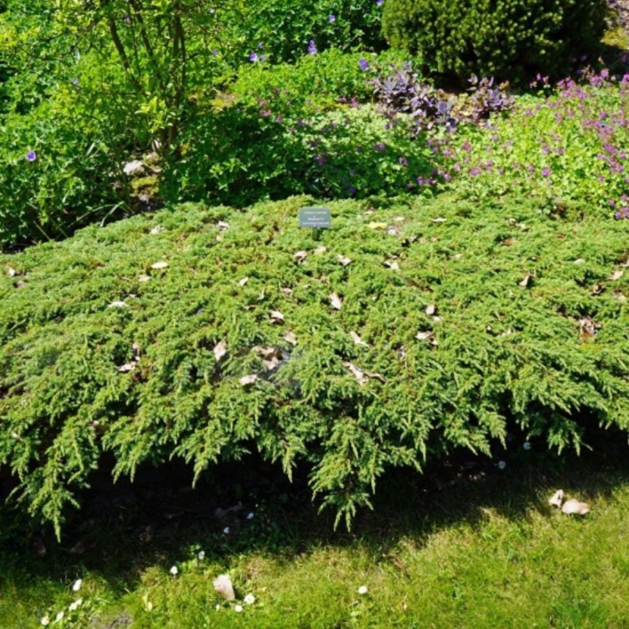 Можжевельник Гринмантл, С3 - Dolina-Sad.Ru