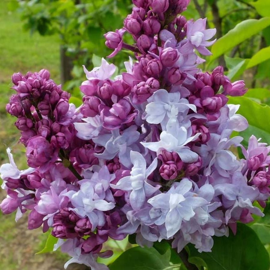 Сирень Катерина Хавемейер, С3 - Dolina-Sad.Ru