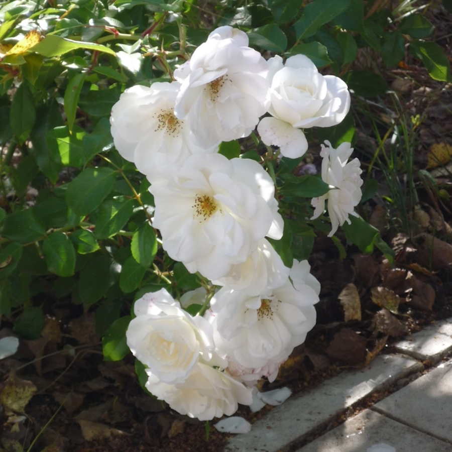 Роза Фис Клайм в горшке - Dolina-Sad.Ru