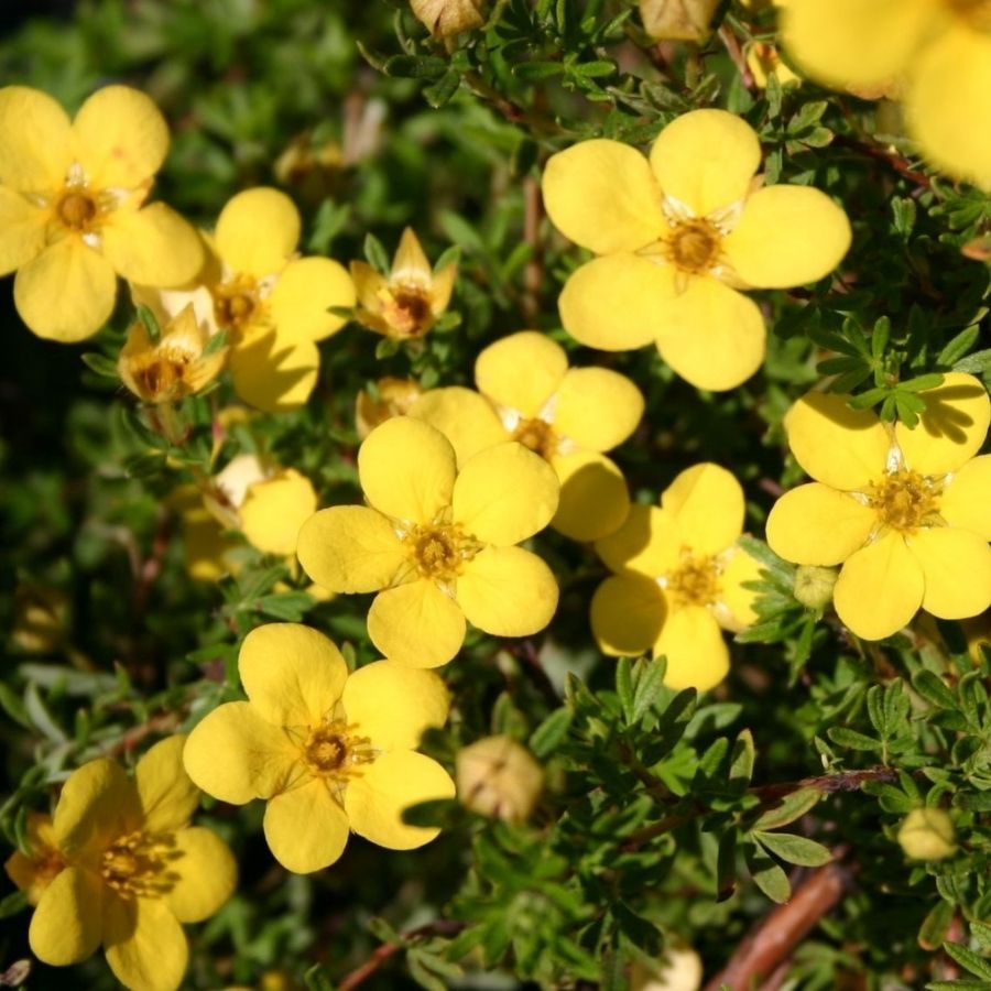 Лапчатка кустарниковая Кобольд, С3 Лапчатка кустарниковая Кобольд, С3 - Dolina-Sad.Ru