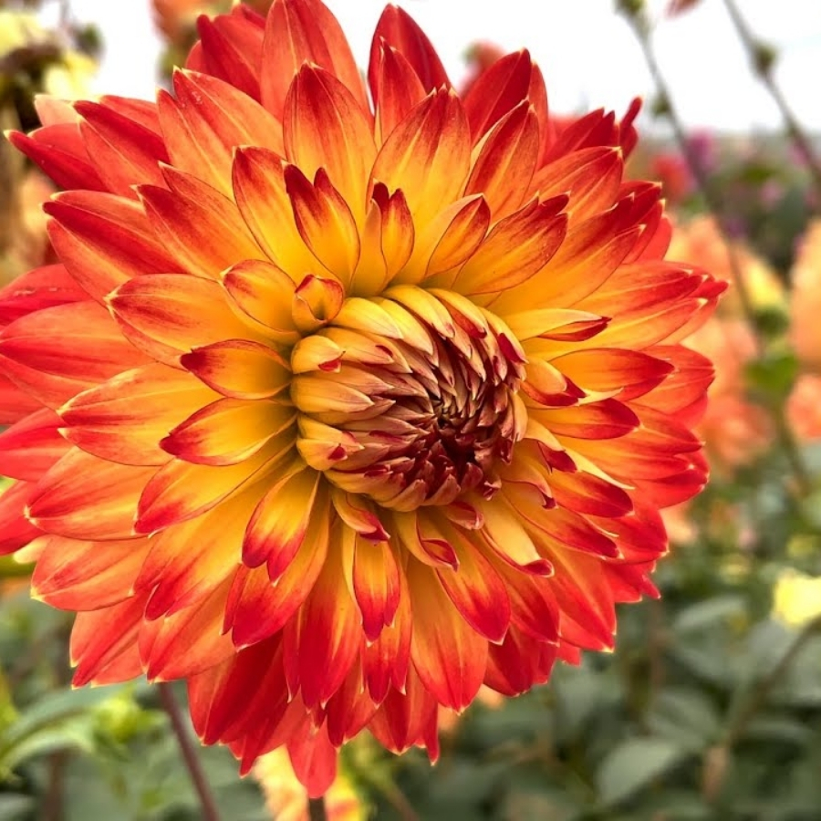 Георгина Процион Георгина Процион - Dolina-Sad.Ru