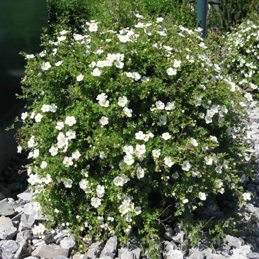 Лапчатка кустарниковая Сноуфлейк, С3 Лапчатка кустарниковая Сноуфлейк, С3 - Dolina-Sad.Ru