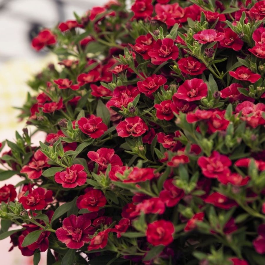 Калибрахоа Алоха Дабл Ред - Dolina-Sad.Ru