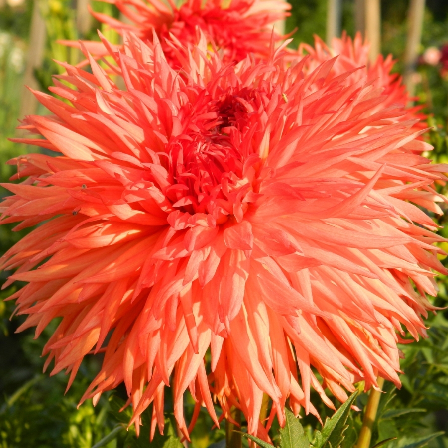 Георгина Оранж Мармелад - Dolina-Sad.Ru