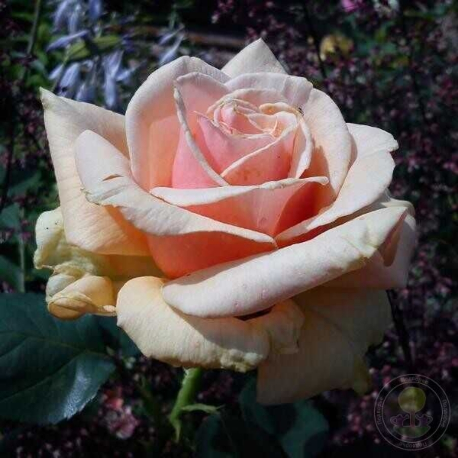 Роза Роял Бьюти - Dolina-Sad.Ru