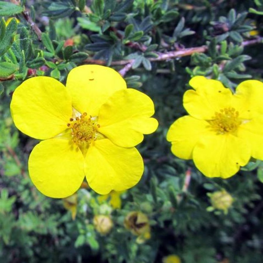 Лапчатка кустарниковая Клондайк, С3 Лапчатка кустарниковая Клондайк, С3 - Dolina-Sad.Ru