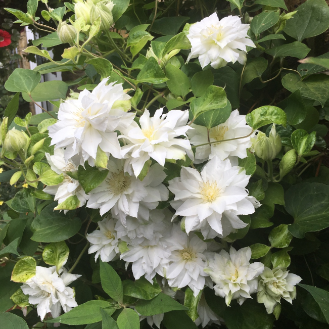 Клематис Ферст Лав PBR, С2 Клематис Ферст Лав PBR, С2 фото