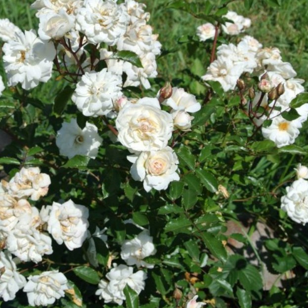 Роза Космос в горшке Роза Космос в горшке - Dolina-Sad.Ru