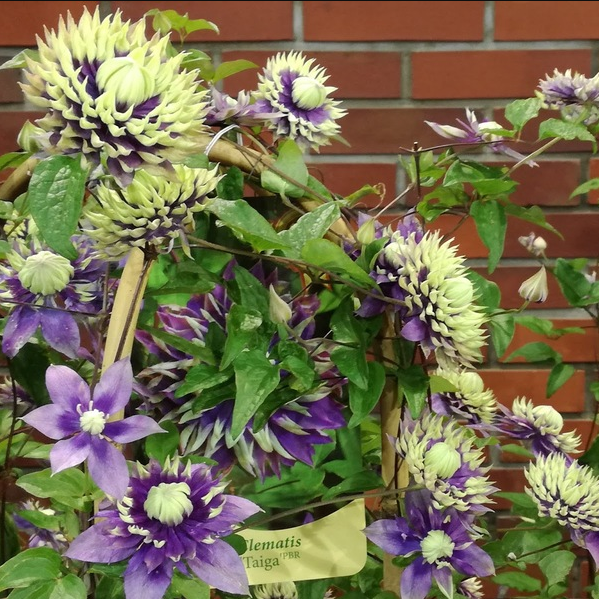 Клематис Тайга PBR Клематис Тайга PBR фото