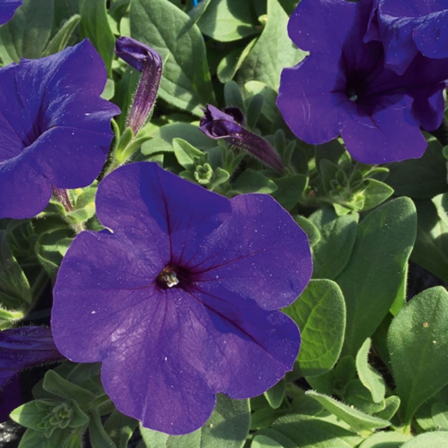 Петуния Альпетуния Блю - Dolina-Sad.Ru