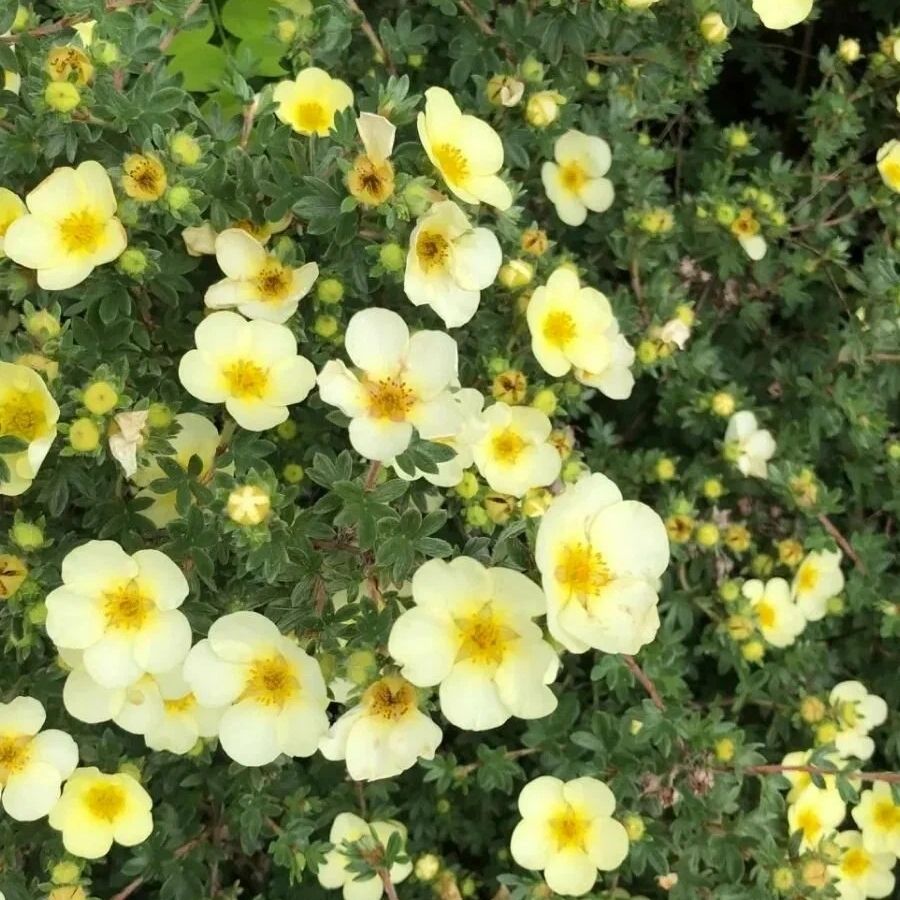 Лапчатка Крем Брюле, С1,5 Лапчатка Крем Брюле, С1,5 - Dolina-Sad.Ru