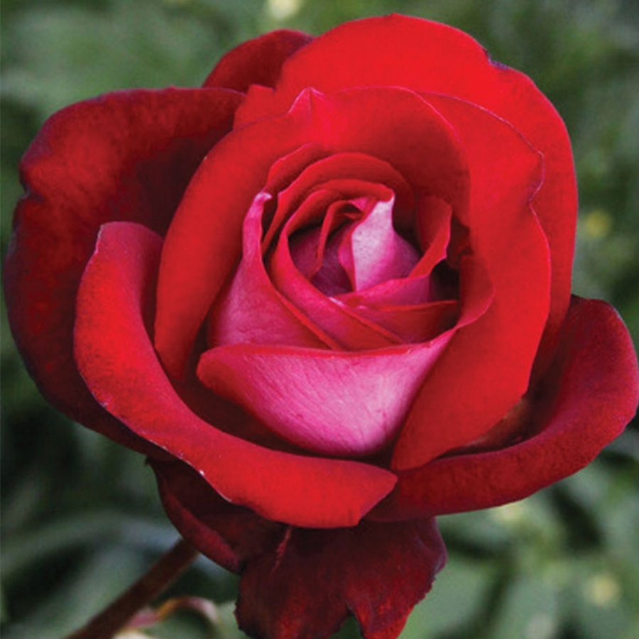 Роза Амазонка в горшке - Dolina-Sad.Ru