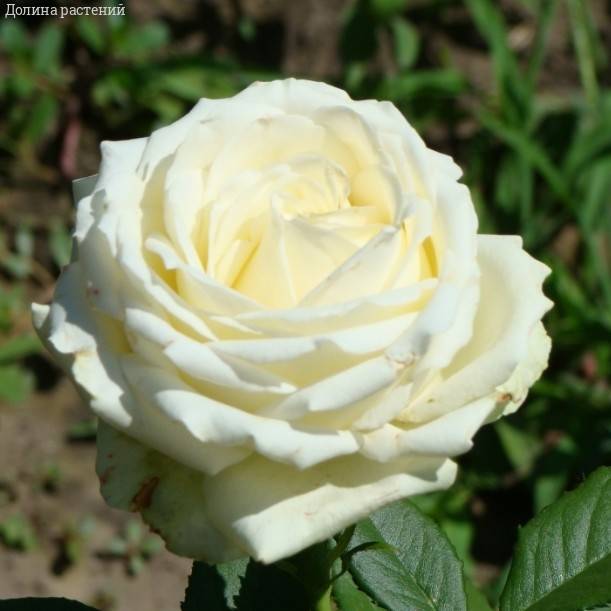 Роза Аваланч в горшке - Dolina-Sad.Ru