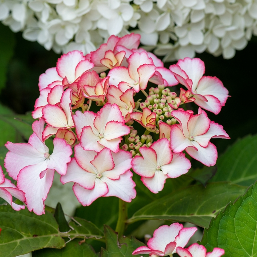 Гортензия крупнолистная Мираи Гортензия крупнолистная Мираи - Dolina-Sad.Ru