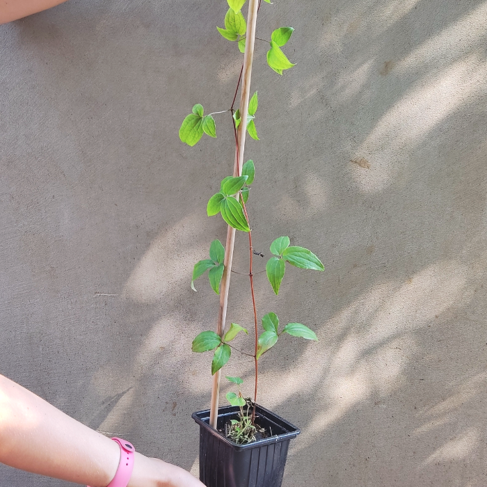 Клематис Хоши-но-Фламенко Клематис Хоши-но-Фламенко фото