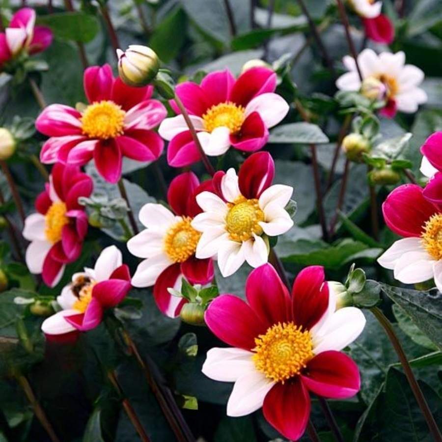 Георгина Твайнингс Смарти - Dolina-Sad.Ru