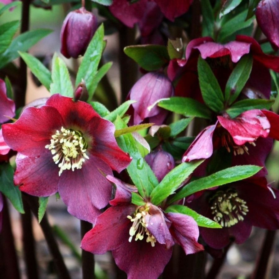 Морозник Ред Гибридс - Dolina-Sad.Ru