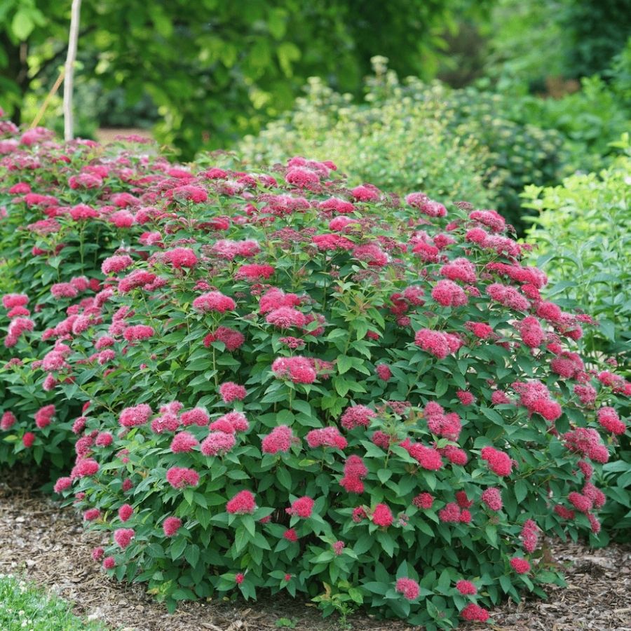 Спирея японская Фробелии, С1 Спирея японская Фробелии, С1 - Dolina-Sad.Ru