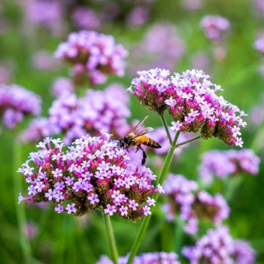 Вербена бонарская Лоллипоп Вербена бонарская Лоллипоп - Dolina-Sad.Ru
